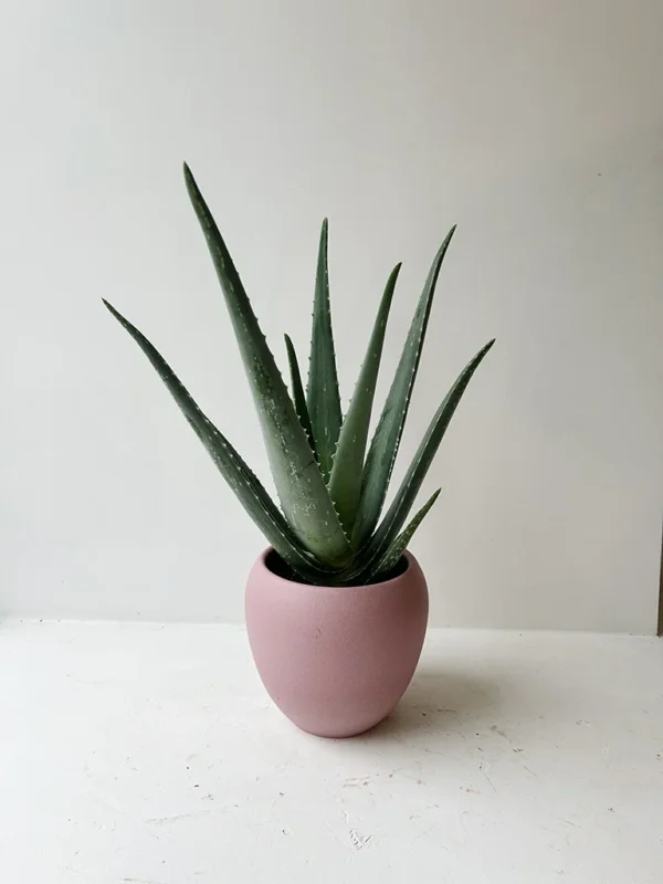 Aloe alijošius rausvame vazone