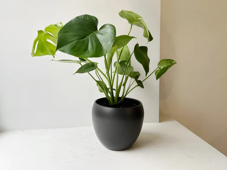 Monstera juodame vazone