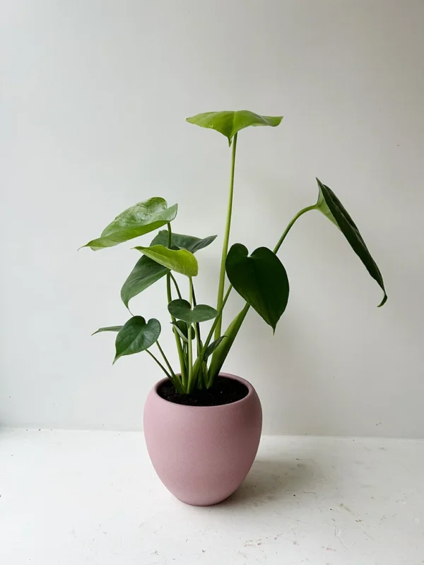 Monstera in a pink pot